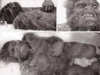 Se spune că aceste fotografii ar reprezenta o mumie îngheţată a unui "Bigfoot", recuperată de pe vârful vulcanului St. Helens. Se crede că s-au mai găsit încă 12 mumii în zonă, care ar fi fost ascunse publicului...