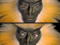 Priviţi chipul acestui langur auriu (o specie de maimuţă rar întâlnită): pare o privire de om...