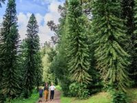 Un copac care datează din epoca dinozaurilor ("pinul Wollemi" - 90 de milioane de ani) dă roade pentru prima dată, în grădina a doi englezi pensionari