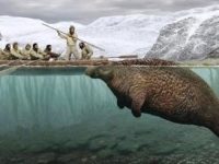 Vaca de mare a lui Steller - mamiferul de 9 metri lungime şi 10 tone, care a supravieţuit pe Pământ până în secolul al XVIII-lea