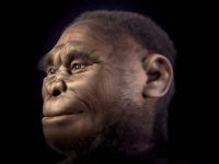 Umanoizii Homo floresiensis, care au trăit în urmă cu 50.000 de ani, s-ar putea să se afle în viaţă şi în zilele noastre, în Indonezia