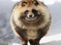 Lucruri incredibile despre tanuki - creatura ce seamănă cu un raton şi poate fi găsită în Japonia