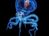 De ce caracatiţa are trei inimi? De ce caracatiţa are trei inimi?