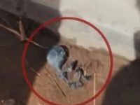 Cadavrul unui posibil "extraterestru" a fost filmat şi fotografiat în Bolivia, în apropierea celebrului Lac Titicaca