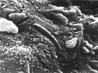 Prima fotografie extraterestră de aproape: omenirea a fost ținută în minciună timp de 42 de ani?