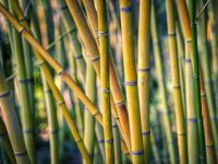 Bambusul - planta-minune: tulpinile sale sunt superioare ţevilor de oţel din construcţii