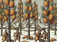 Un explorator englez din secolul al XVI-lea a văzut o livadă de ananaşi în Rusia!?? Parcă ananasul era un fruct tropical...