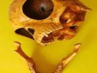 Craniul Sealand vechi de 800 de ani: aparține el extratereștrilor din constelația Pegasus? Craniul Sealand vechi de 800 de ani: aparține el extratereștrilor din constelația Pegasus?
