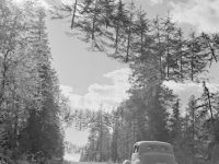 O fotografie absolut bizară din 1941: mai mulţi copaci par că plutesc pe cer în Finlanda! Şi nu e truc fotografic... O fotografie absolut bizară din 1941: mai mulţi copaci par că plutesc pe cer în Finlanda! Şi nu e truc fotografic...