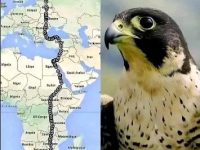 Un şoim a zburat aproape 10.000 de km, din Africa de Sud până în Finlanda, evitând toate mările. Inteligentă creatură... Un şoim a zburat aproape 10.000 de km, din Africa de Sud până în Finlanda, evitând toate mările. Inteligentă creatură...