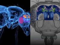 Cercetătorii au încărcat creierul unor musculiţe în computer... Trăiesc acestea acum într-o simulare? Cercetătorii au încărcat creierul unor musculiţe în computer... Trăiesc acestea acum într-o simulare?
