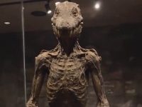 Pe Internet, există un videoclip misterios în care pare să fie prezentată mumia unui reptilian aflat în colecţia privată a unui magnat... Pe Internet, există un videoclip misterios în care pare să fie prezentată mumia unui reptilian aflat în colecţia privată a unui magnat...